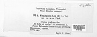 Melampsora lini image